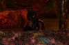 paintball